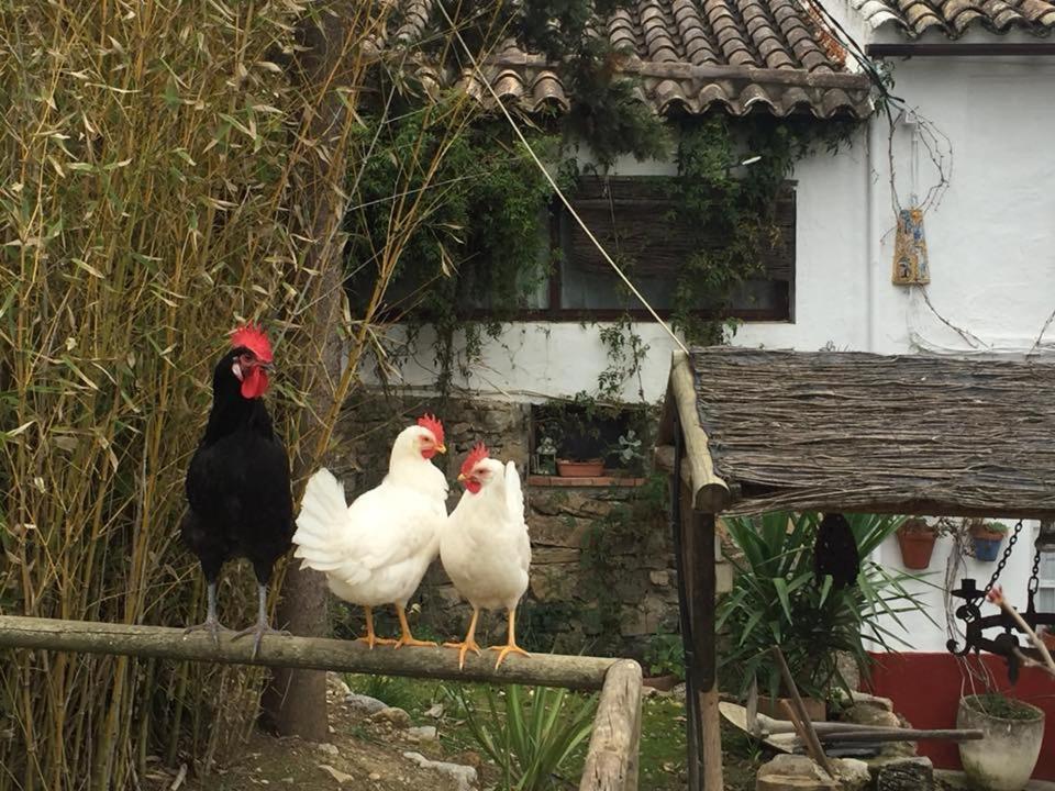 Posada Nina Margarita Priego de Córdoba Dış mekan fotoğraf